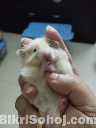 Syrian Hamster